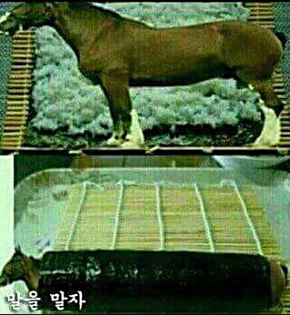 최부짱 이미지