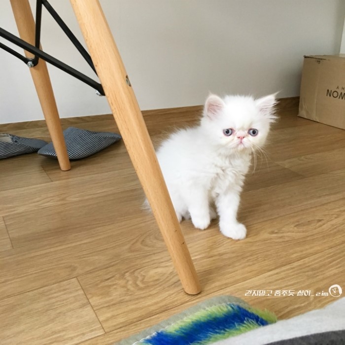 타코페이스 이미지