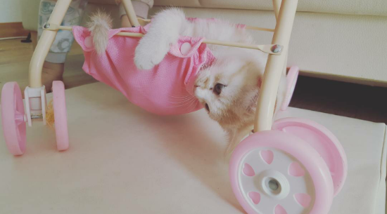 하이고 이미지