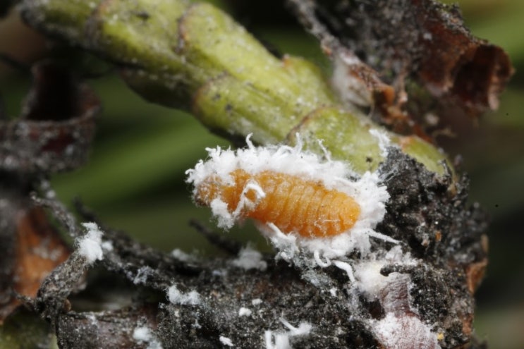 Scale Insects World : 네이버 블로그