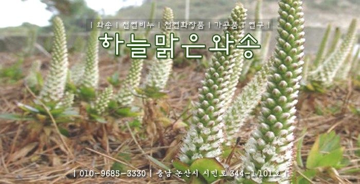 하늘맑은와송 이미지