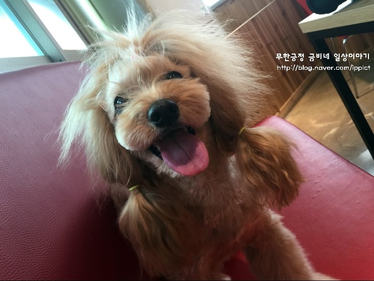 금비다방 이미지