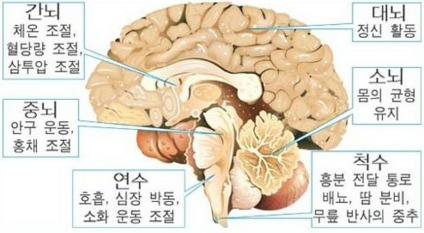 뇌 부위별 기능 정리 : 네이버 블로그