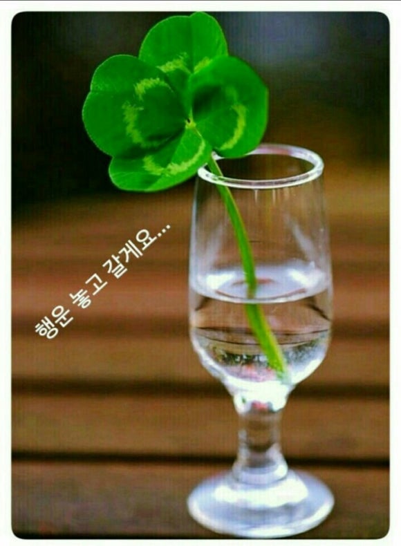 담양클로버 이미지