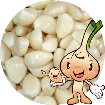 천지마늘 이미지