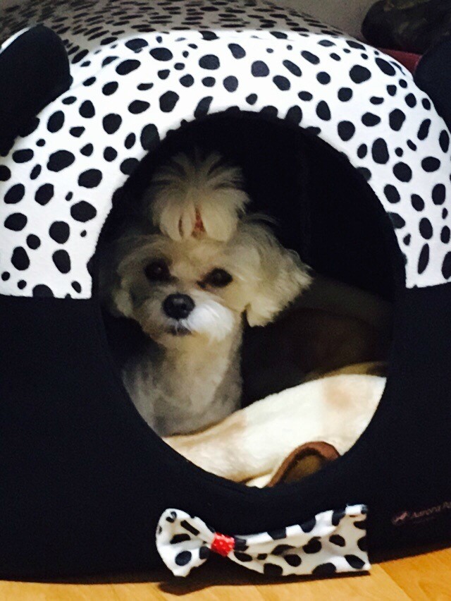 교촌치킨 지저불로점 이미지