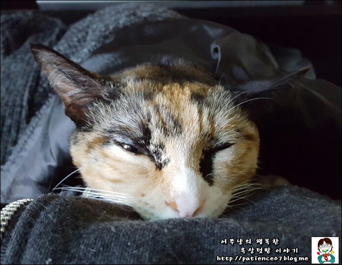 초이컴 이미지