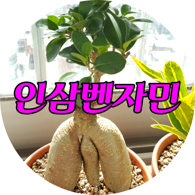 벤자민정원 이미지