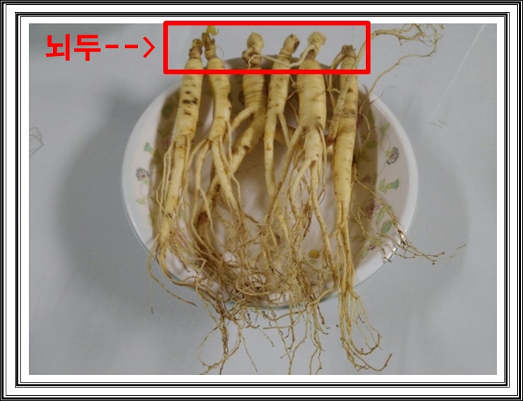 장뇌삼(산양삼) 효능 먹는법 : 뇌두 니가 문제였어 : 네이버 블로그