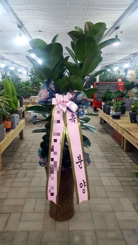 꽃집소피아 이미지