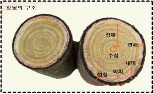 참옻지장수연구소 이미지