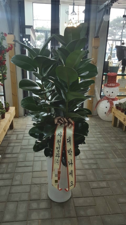 꽃집소피아 이미지