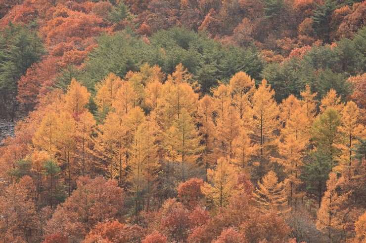 낙엽송(일본잎갈나무) 이미지