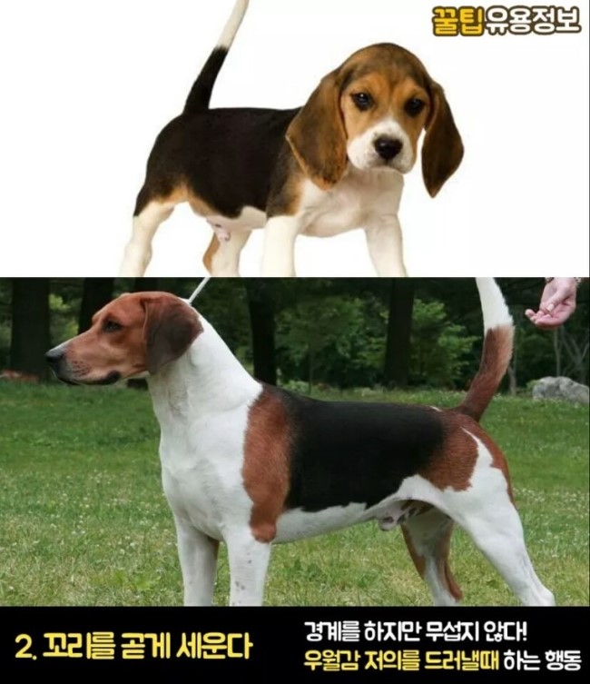 알아 이미지