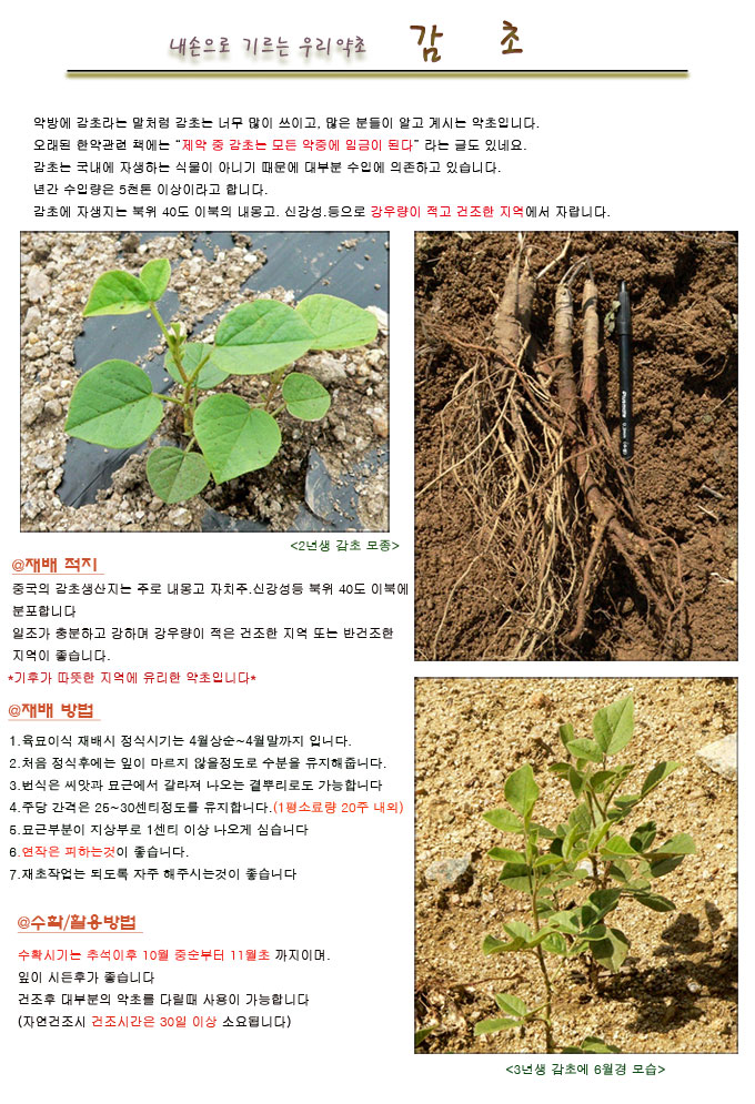 약초모종,약초씨앗,약초재배법 : 네이버 블로그