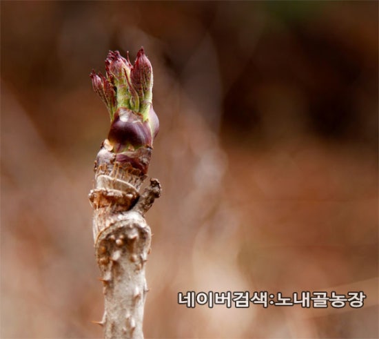 홍천노내골농장 이미지