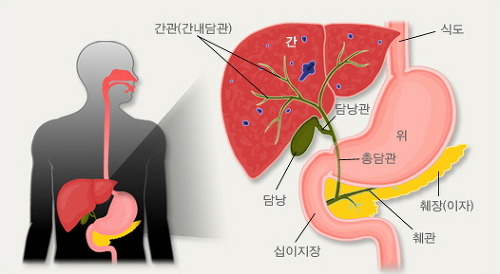 담낭(쓸개)과 담도(쓸개관,담관)의 위치 및 기능 : 네이버 블로그
