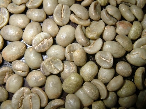CoffeeTree 이미지