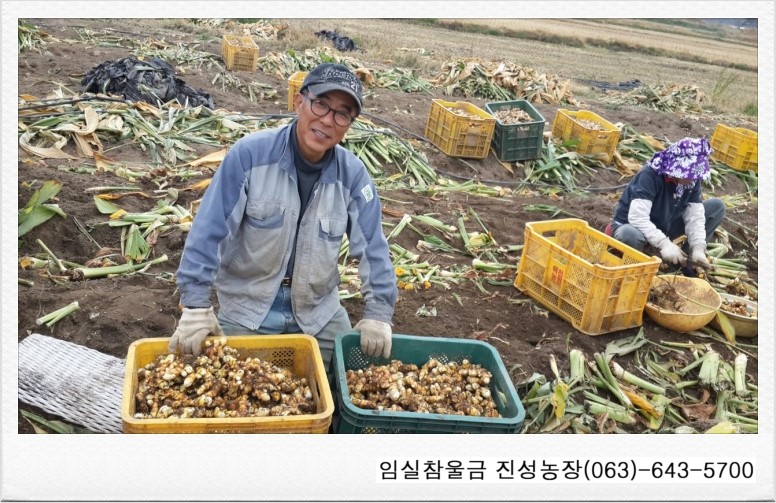 임실참울금 진성농장 이미지