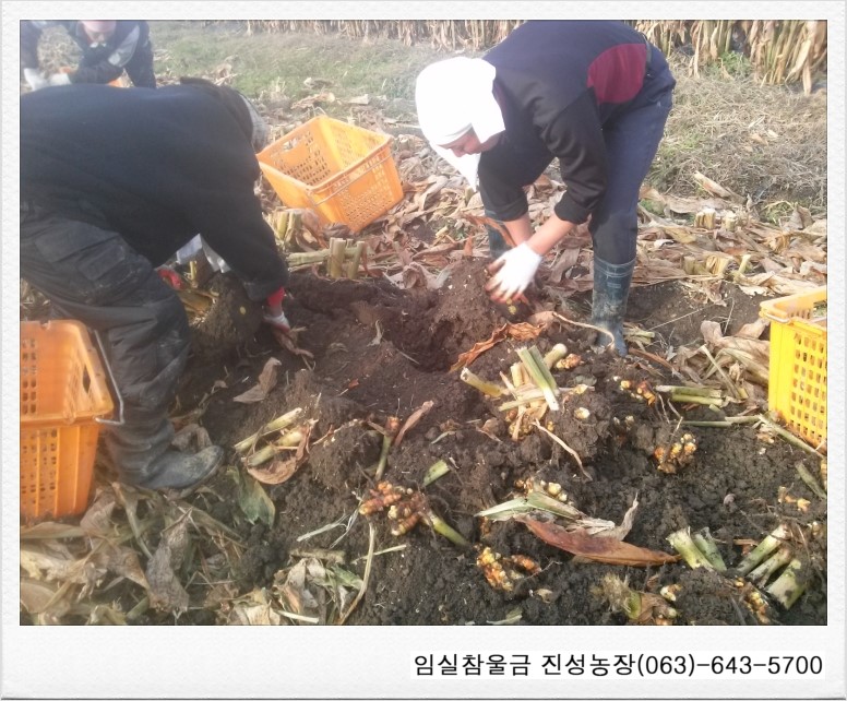 임실참울금 진성농장 이미지