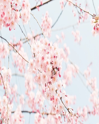 꽃가야 이미지