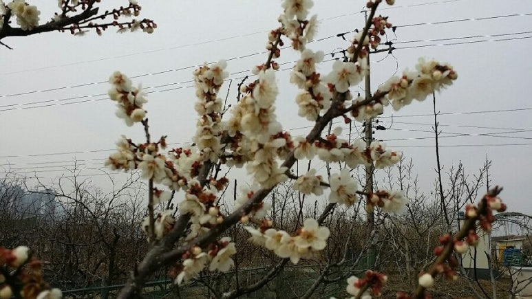 꽃담농원 이미지
