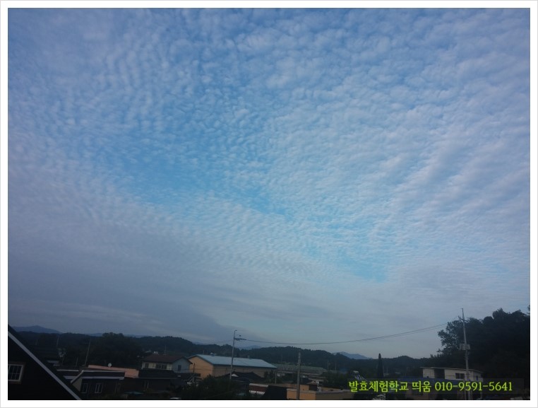 꽃띄움 이미지