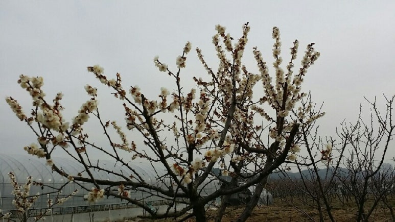 꽃담농원 이미지