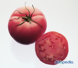 팀토마토 이미지