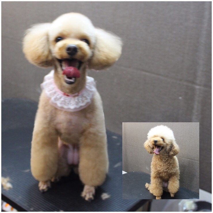 깍새 이미지