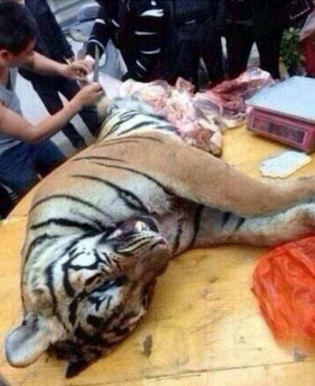 고기호랑이 이미지