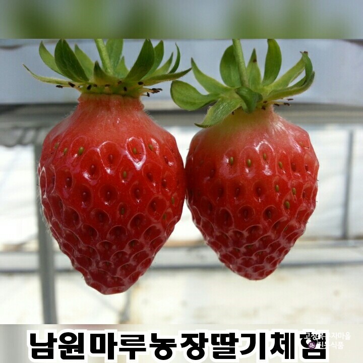 마루체험농장 이미지