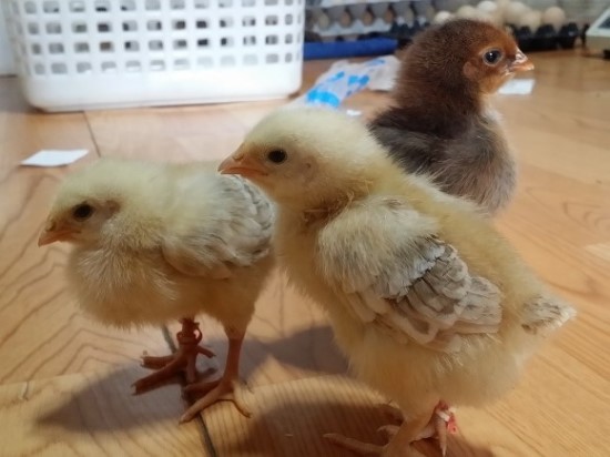 아리랑농원 이미지