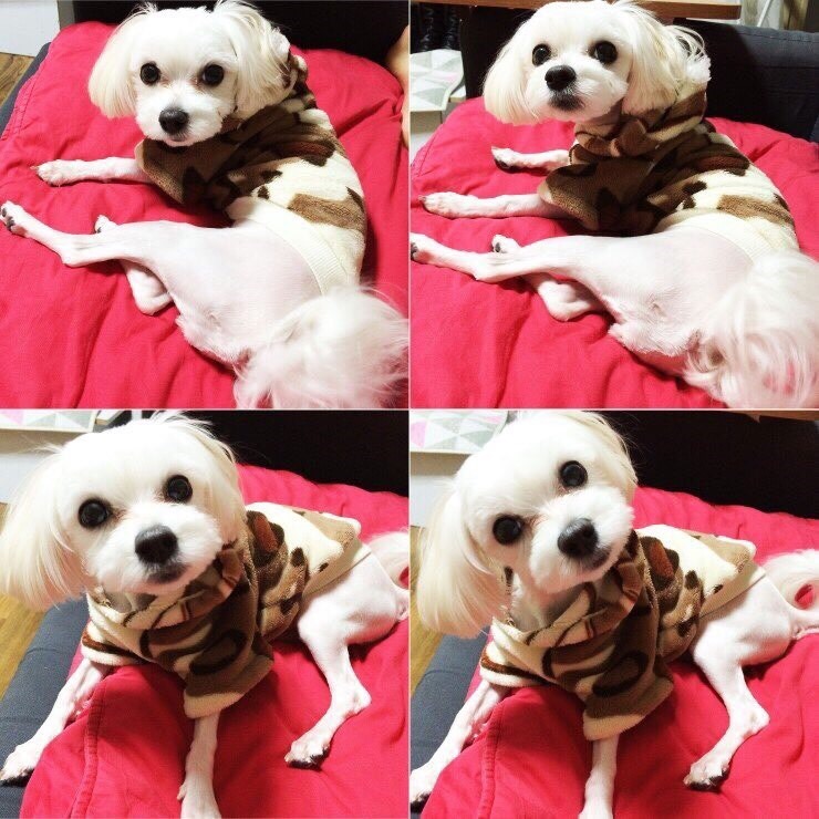 인생치킨 이미지