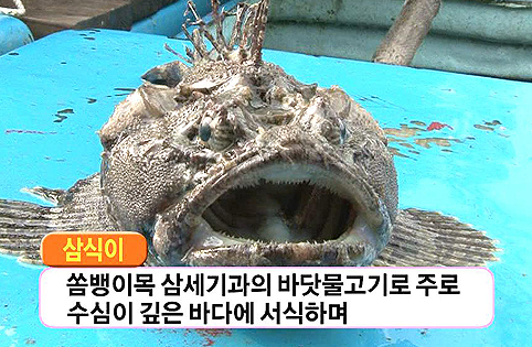 삼식이 이미지