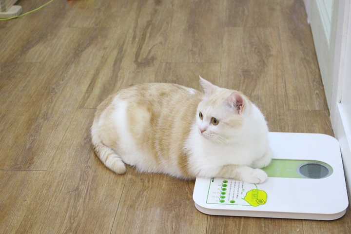 나나냥냥 이미지
