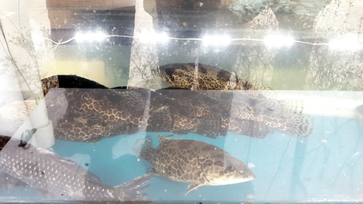 강나루매운탕 이미지