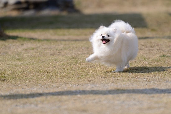 뿌띠 이미지