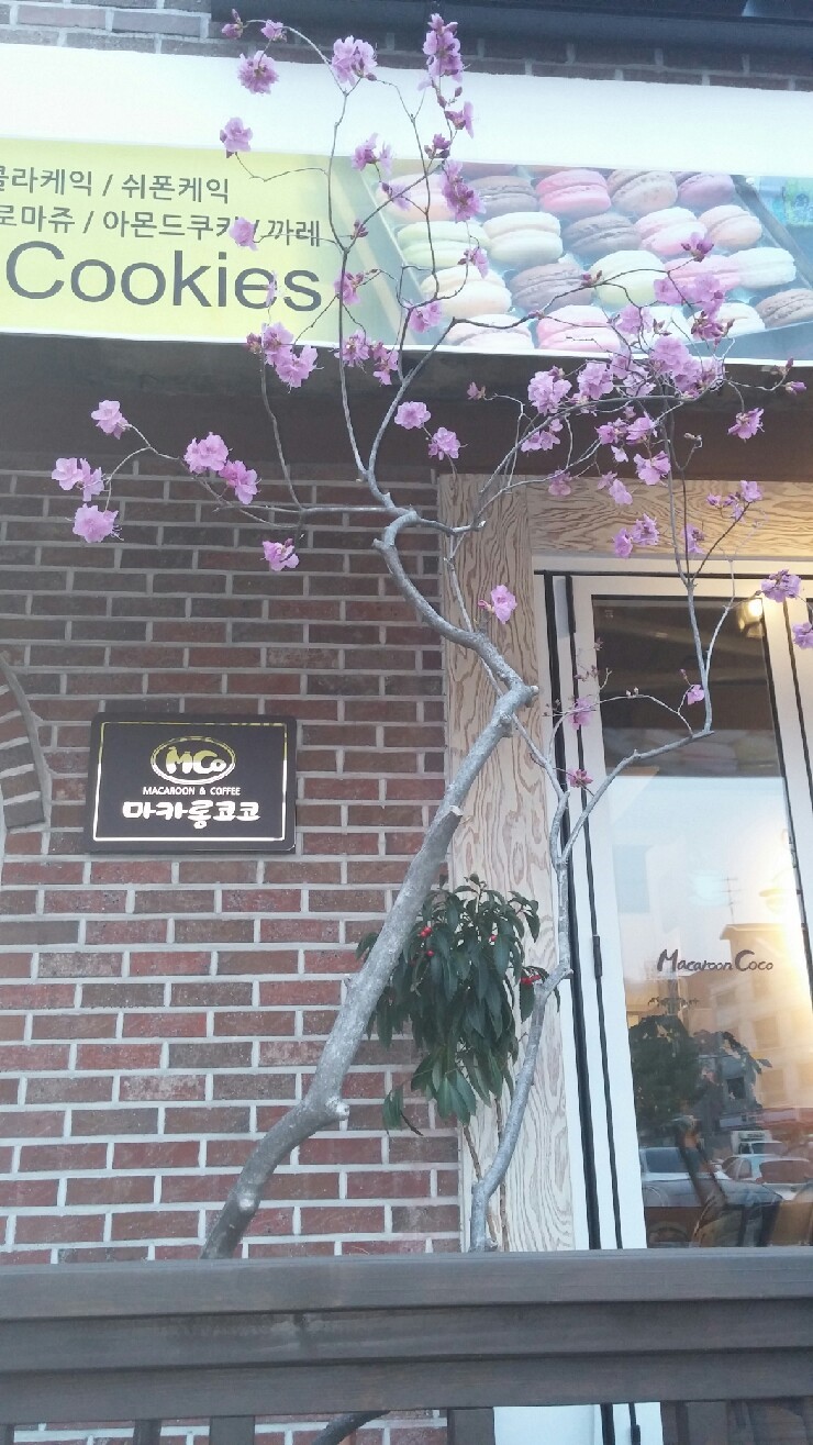 마카롱코코 이미지
