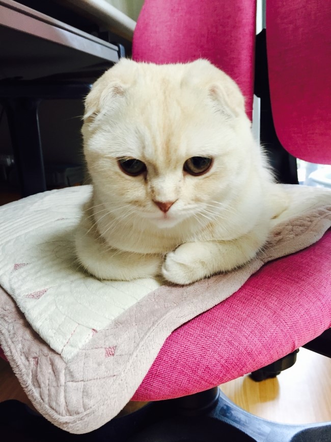 홍찌 이미지