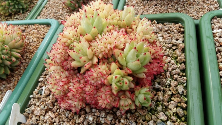 다육이야기 이미지