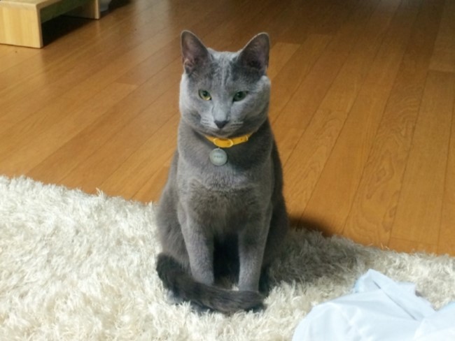 홍찌 이미지
