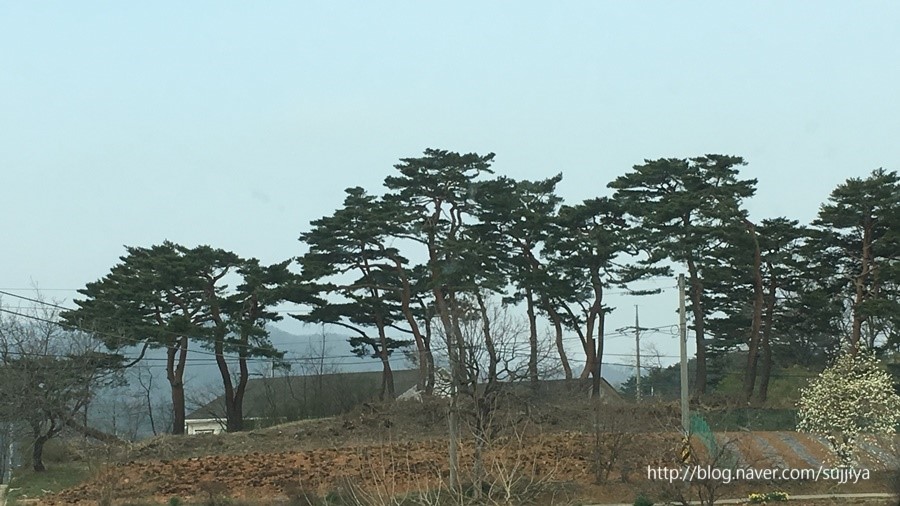 소나무수산 이미지