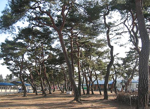 송림(松林) 이미지