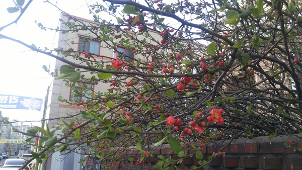 승일카 이미지