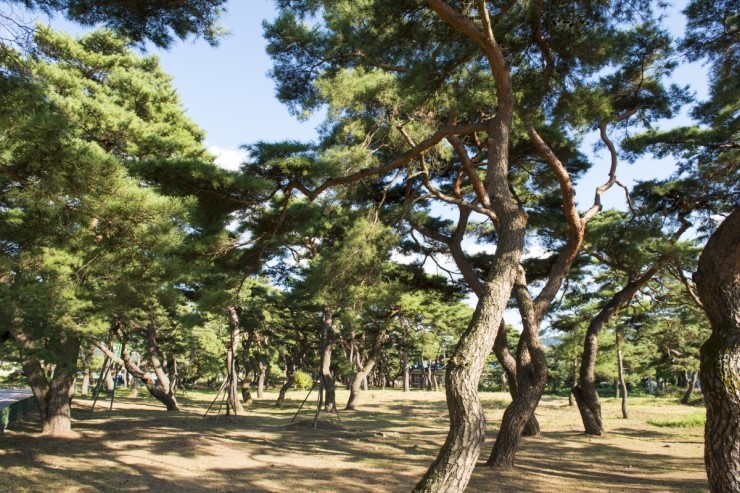 송림(松林) 이미지
