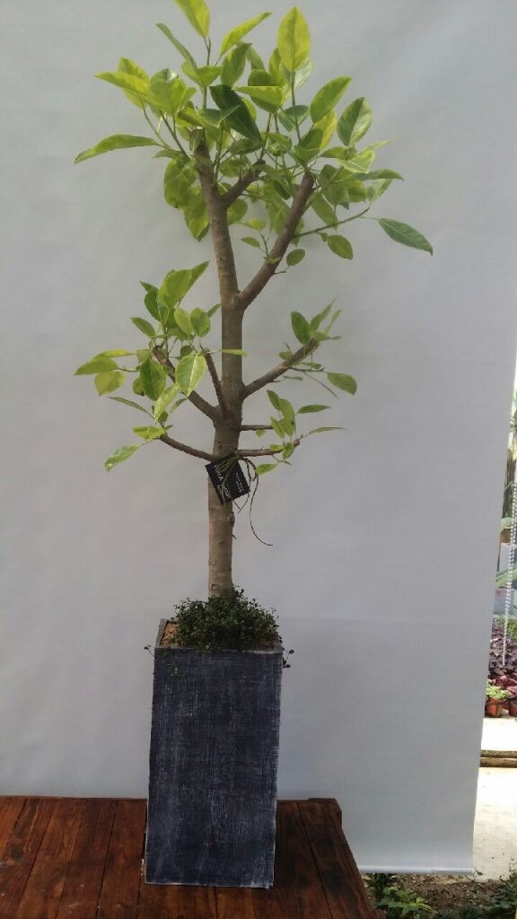 플라라 이미지