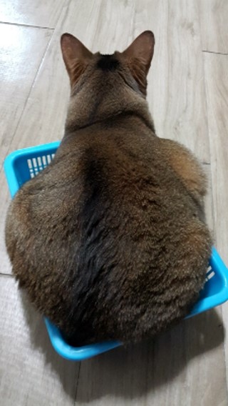 냥보스 이미지