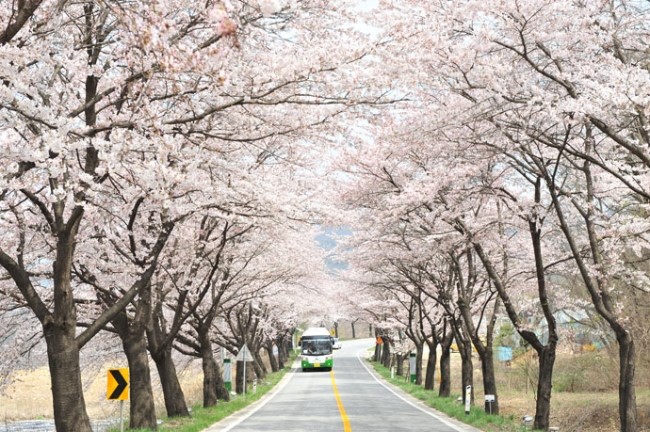 벚꽃길 이미지