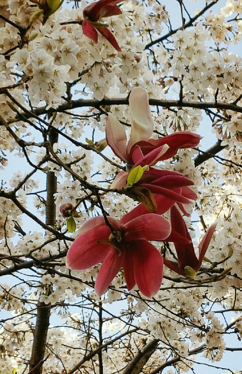 민들레뜨락 이미지